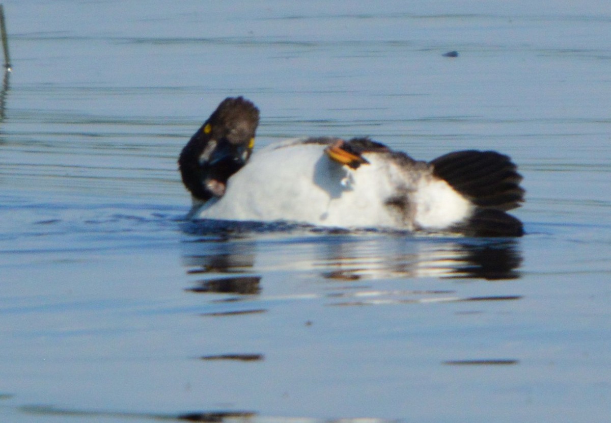 Common Goldeneye - ML619878534