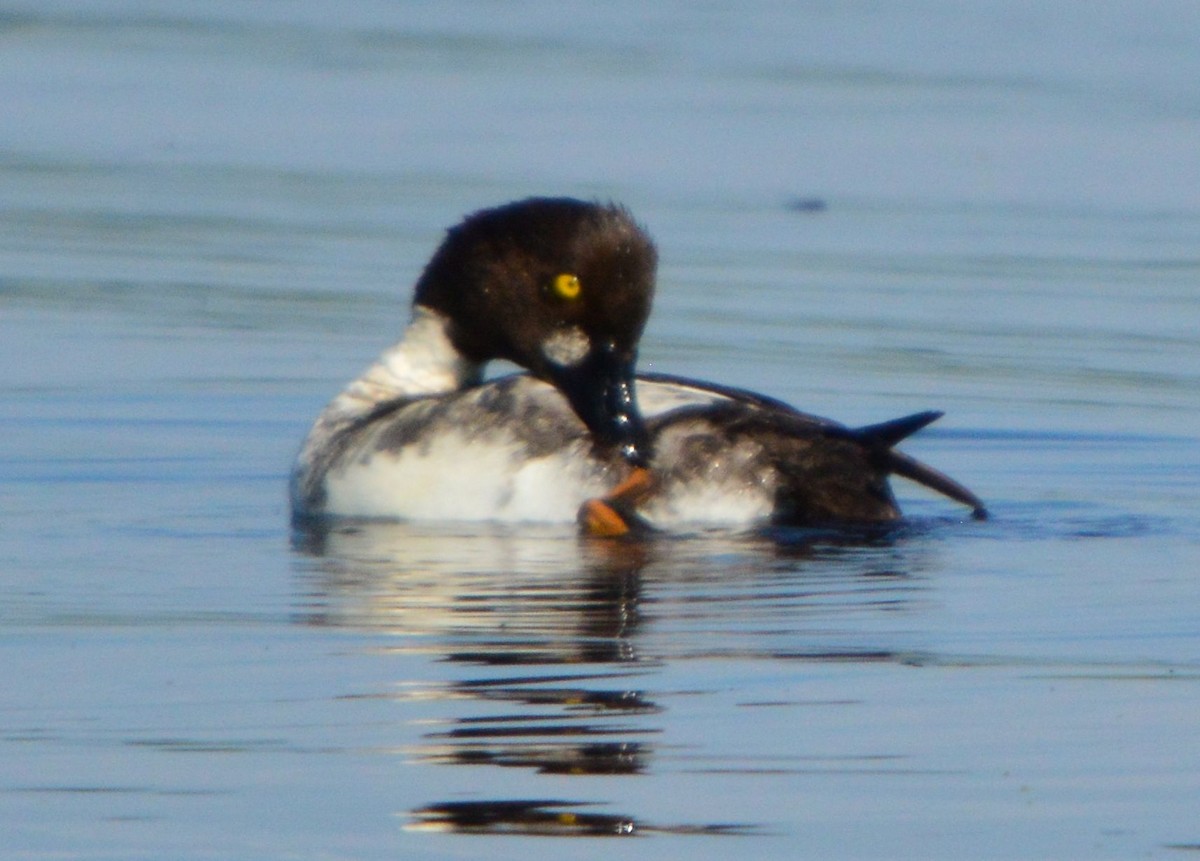 Common Goldeneye - ML619878535