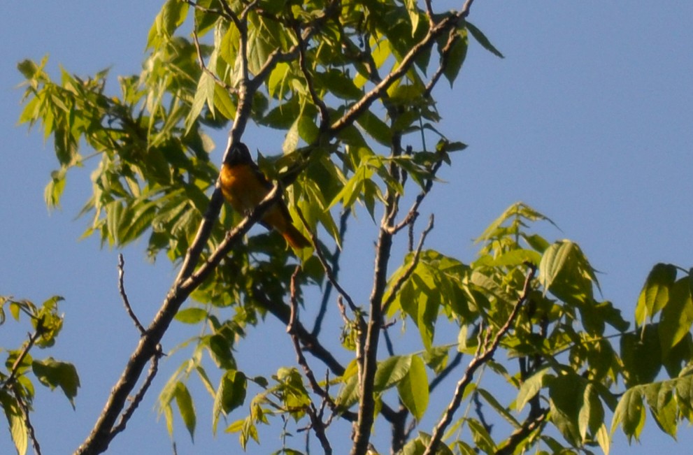 Orchard Oriole - ML619878536