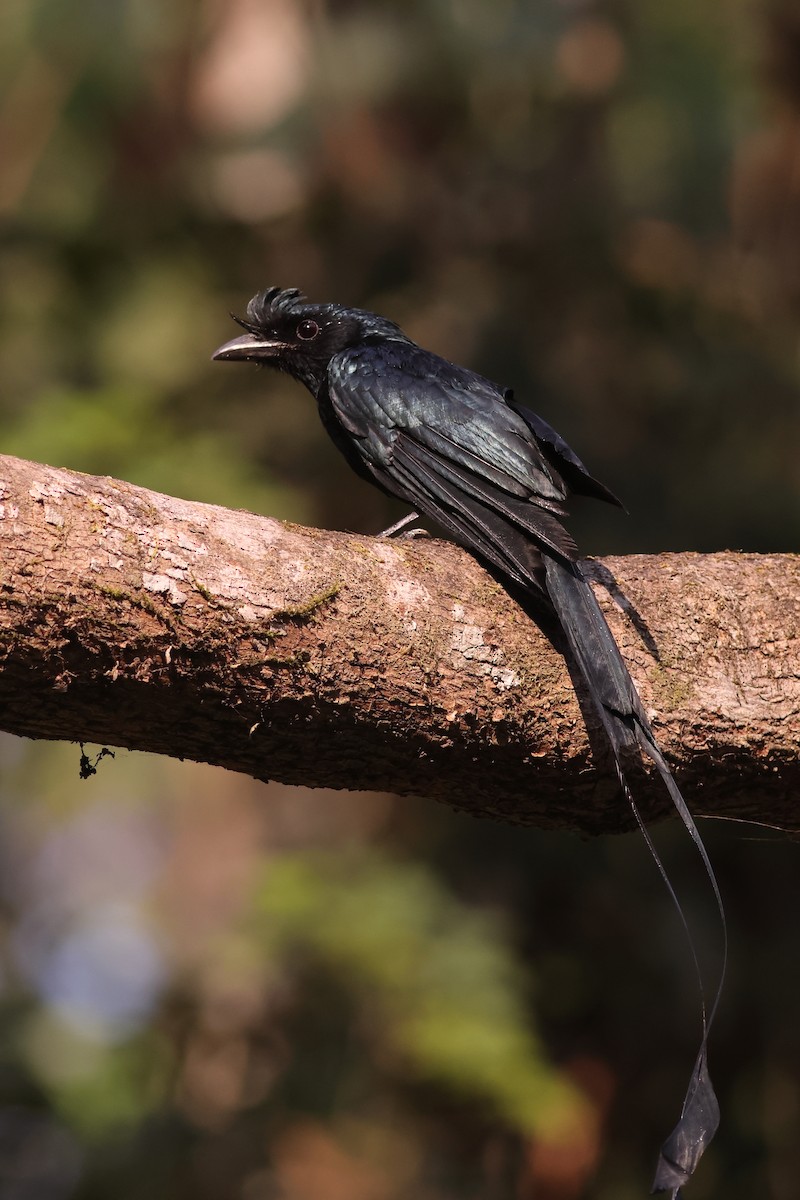 Greater Racket-tailed Drongo - ML619878537
