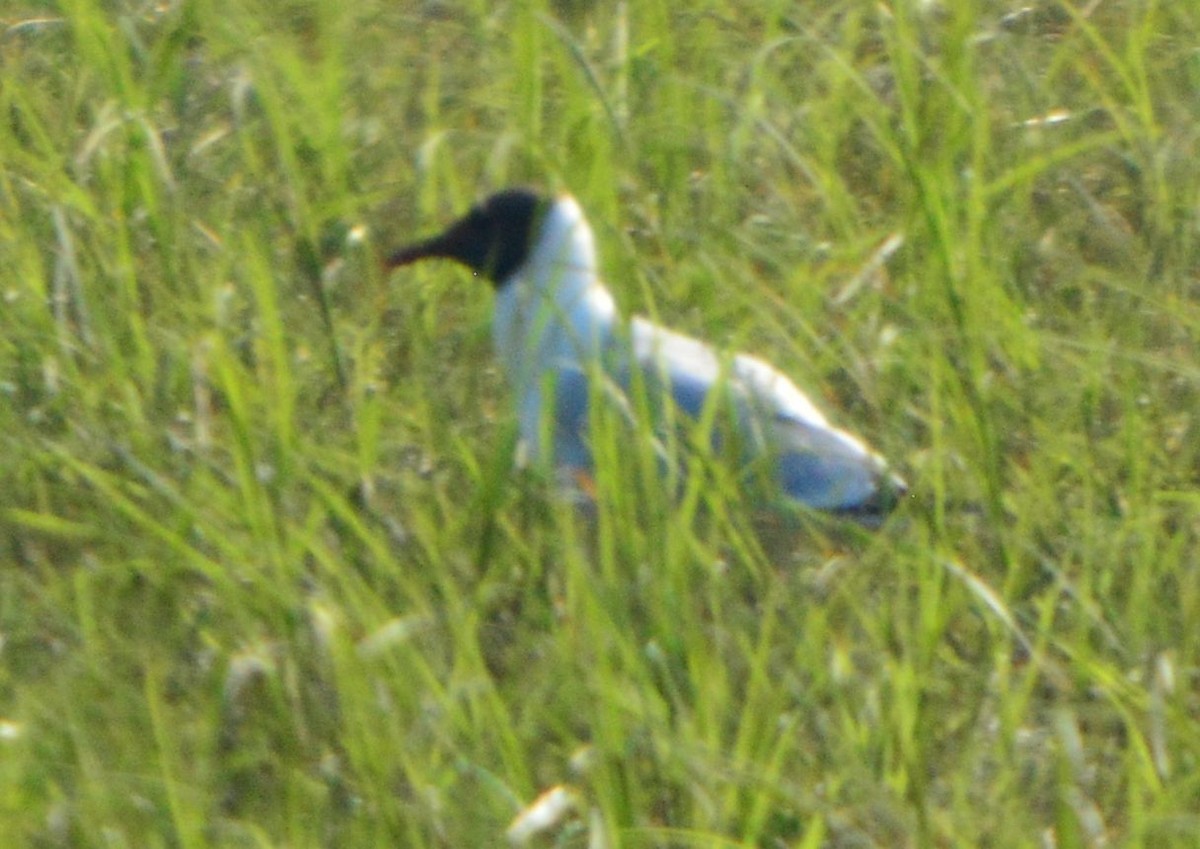 Black-headed Gull - ML619878552