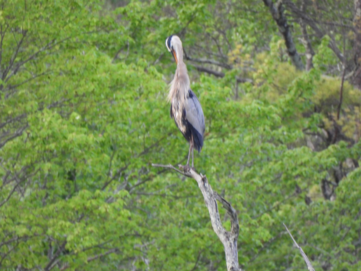 Great Blue Heron - ML619878553