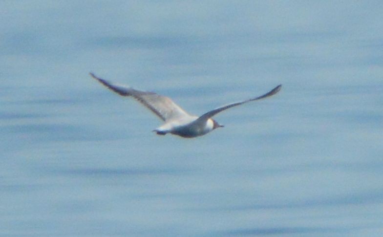 Black-headed Gull - ML619878554