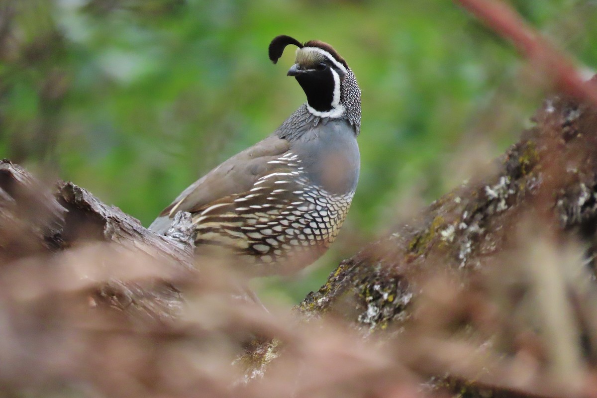 California Quail - ML619878558