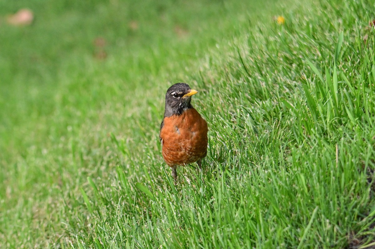 Zozo papargorria - ML619878564