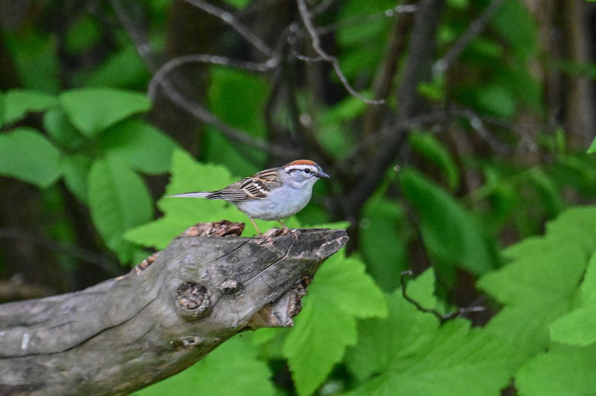 Chipping Sparrow - ML619878570