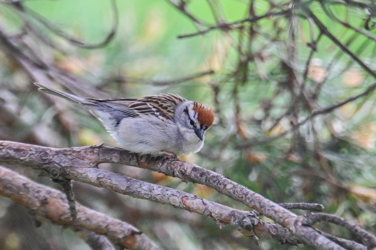 Chipping Sparrow - ML619878572