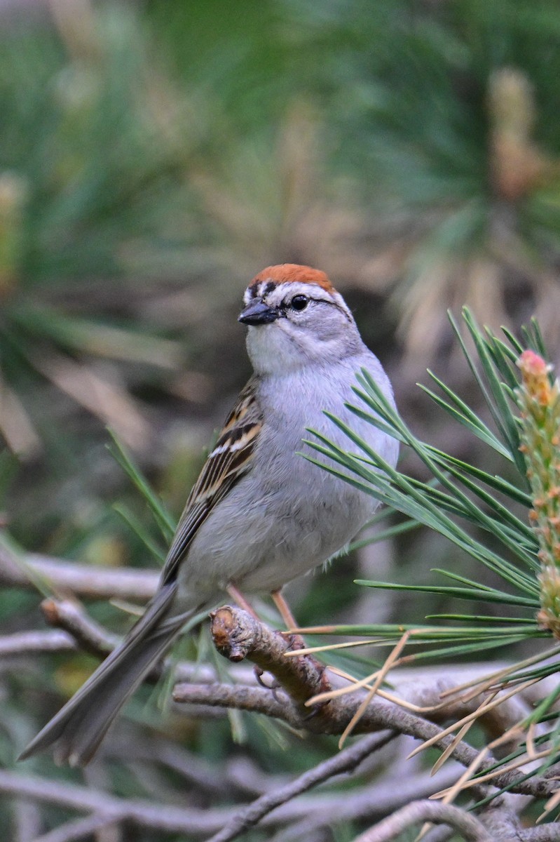 Chipping Sparrow - ML619878573