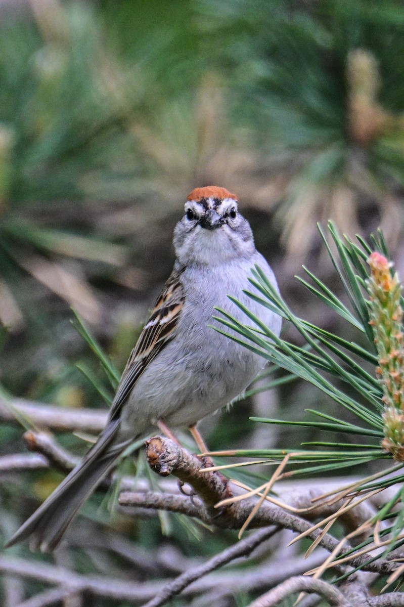 Chipping Sparrow - ML619878574