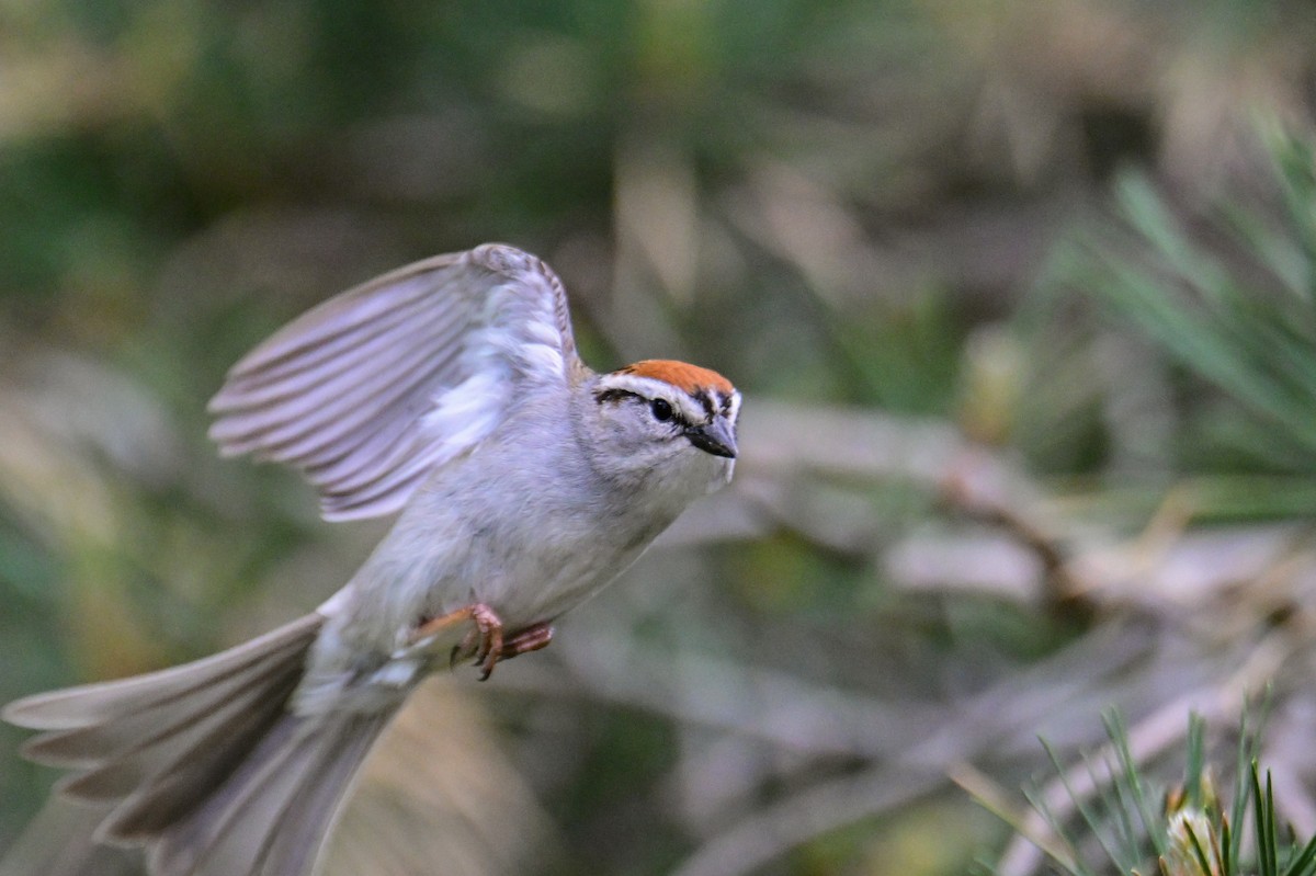 Chipping Sparrow - ML619878575