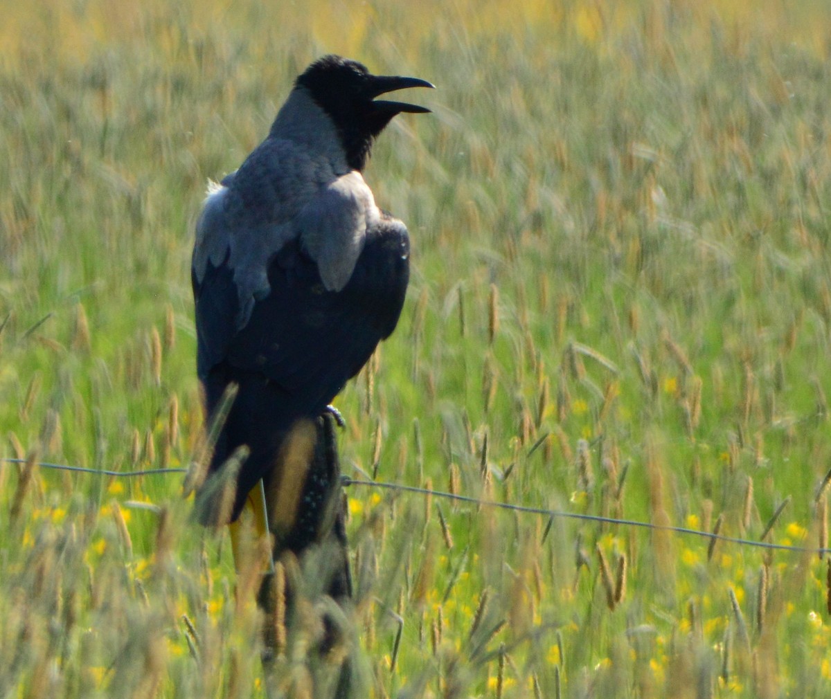 Hooded Crow - ML619878577