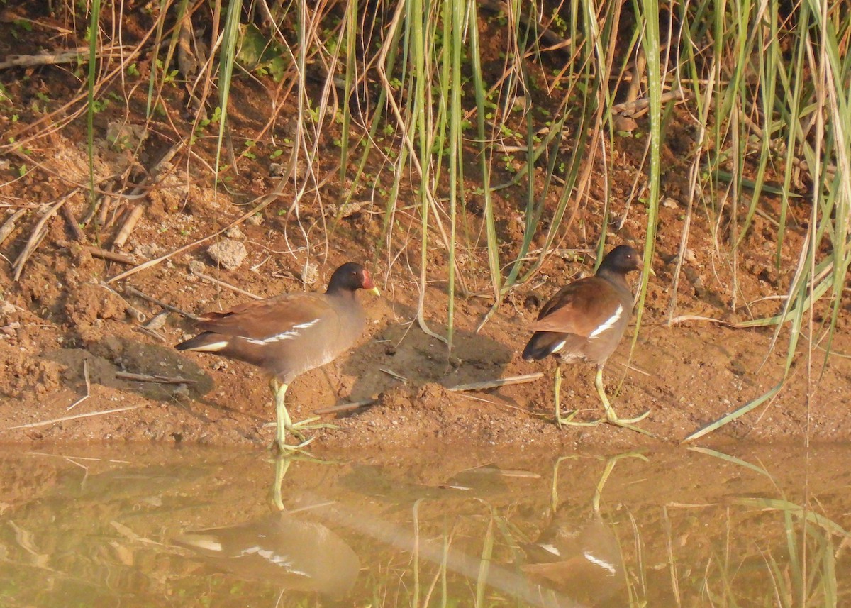 Gallinule poule-d'eau - ML619878578