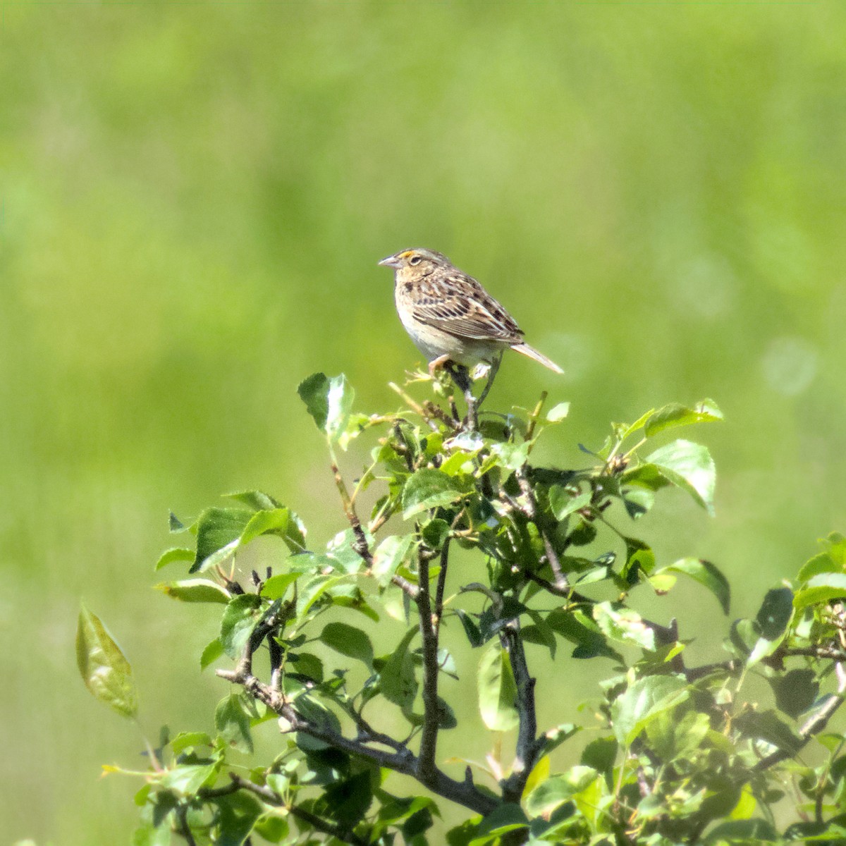 Grasshopper Sparrow - ML619878583
