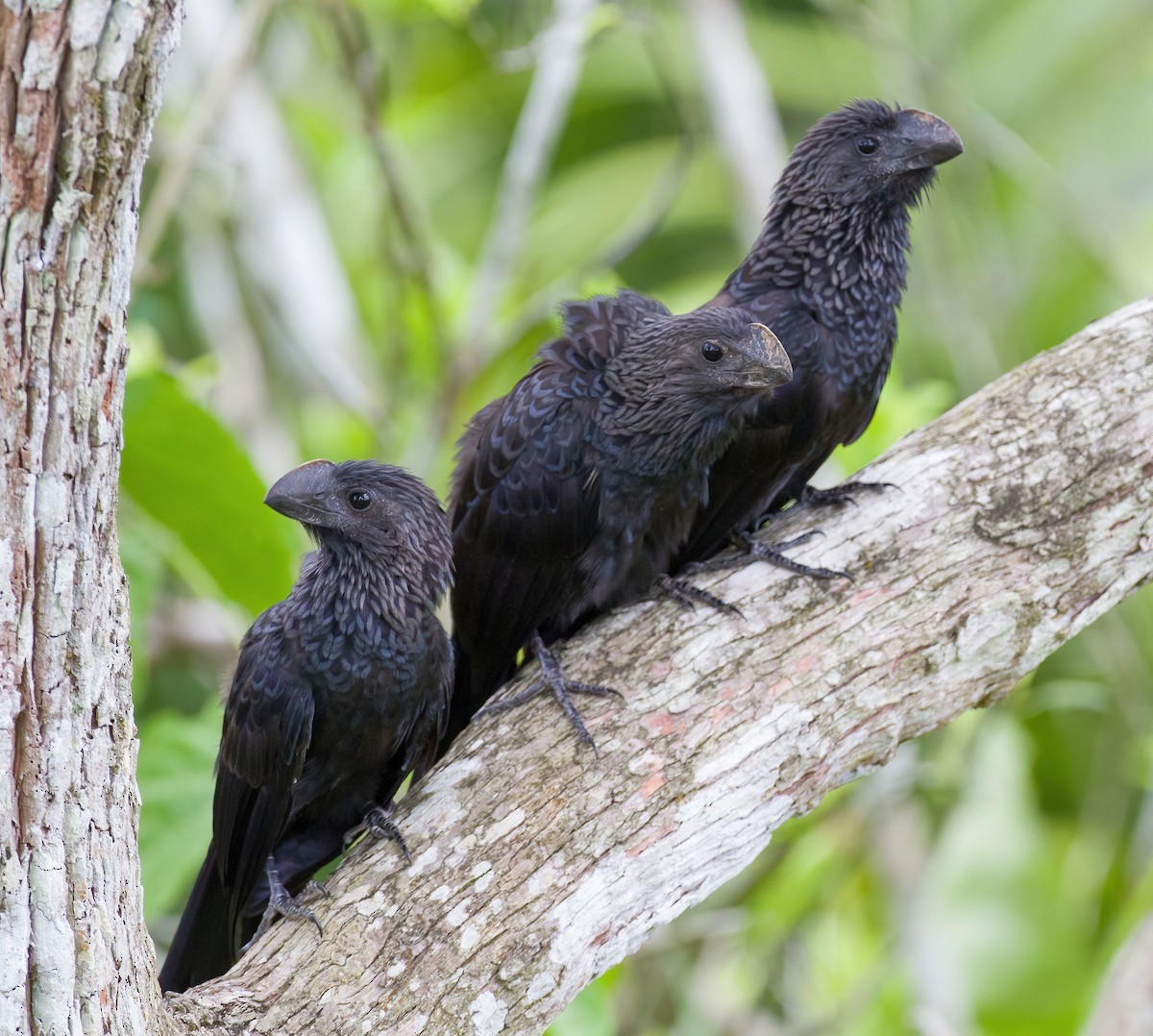 Smooth-billed Ani - ML619878588