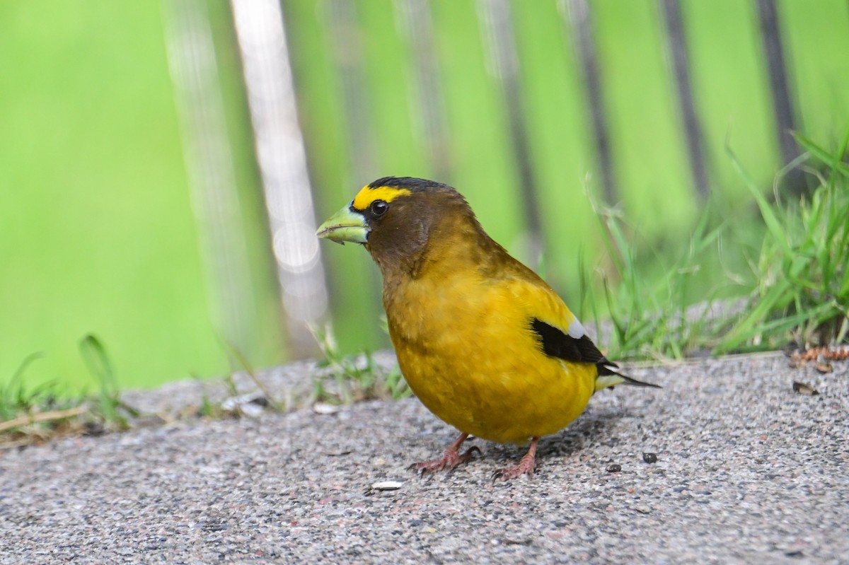 Evening Grosbeak - ML619878595