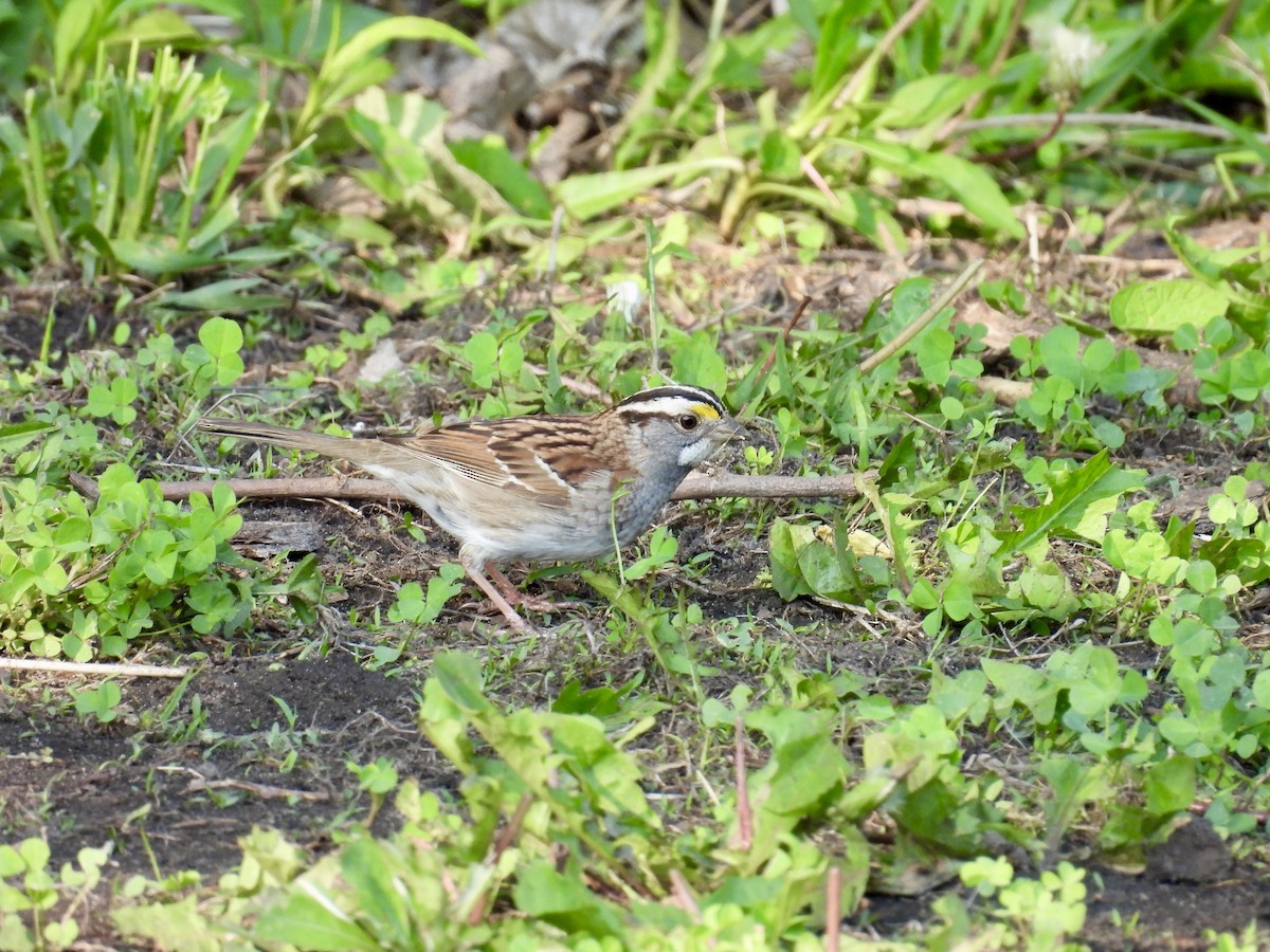 White-throated Sparrow - ML619878604