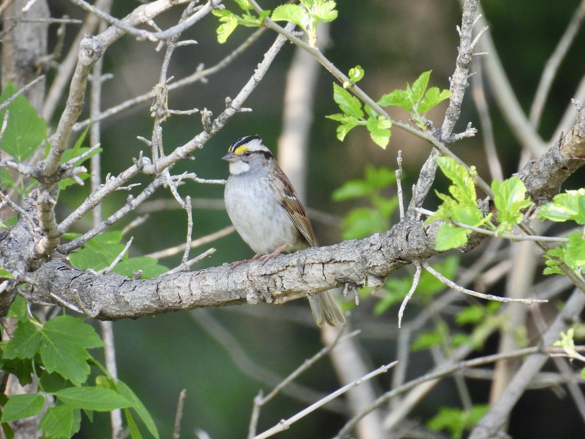 White-throated Sparrow - ML619878605