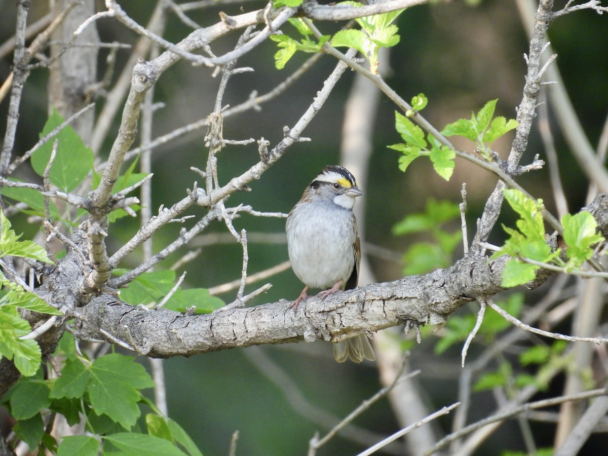 White-throated Sparrow - ML619878607