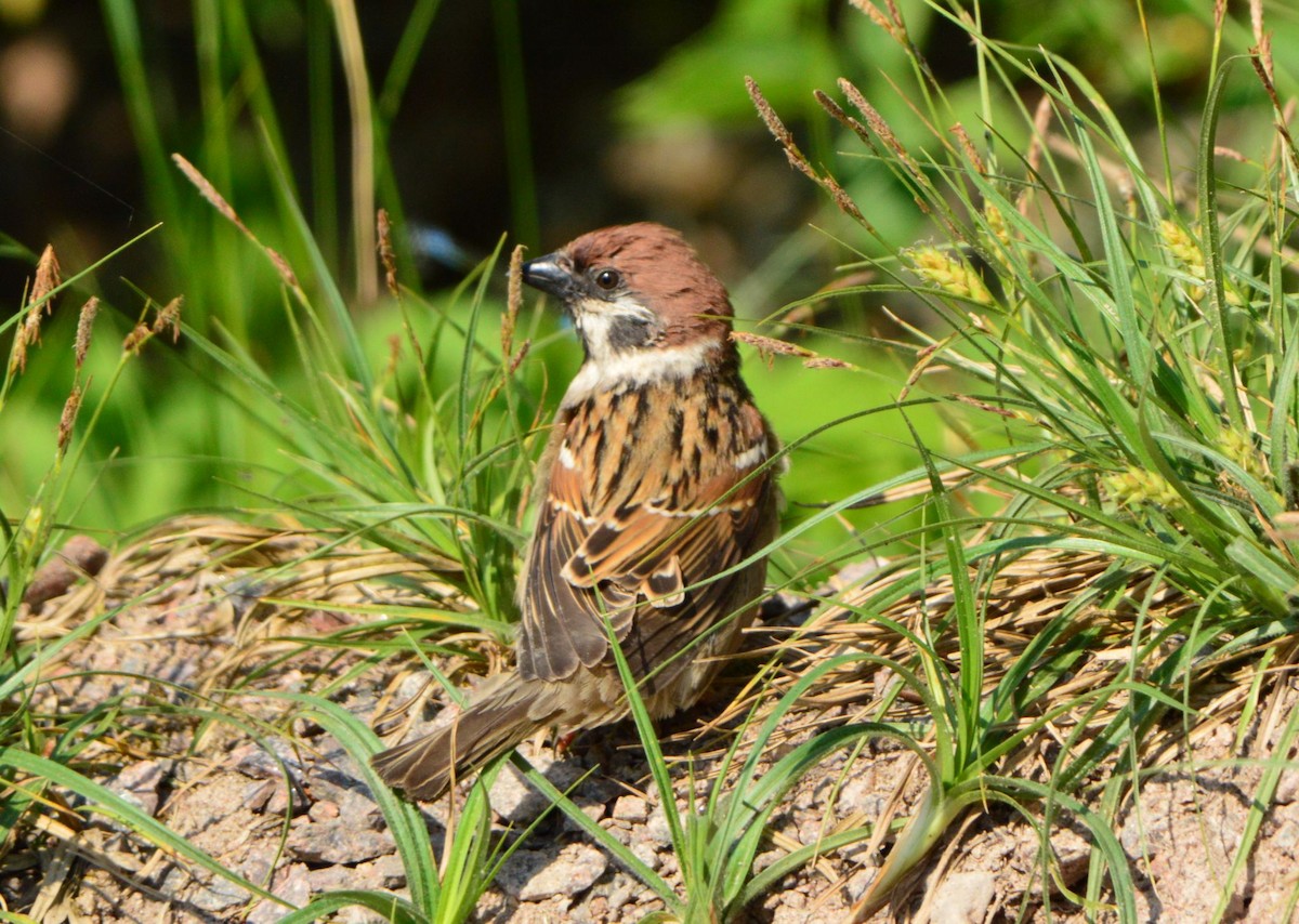 Eurasian Tree Sparrow - ML619878610