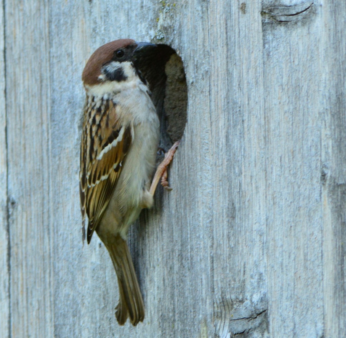 Eurasian Tree Sparrow - ML619878616