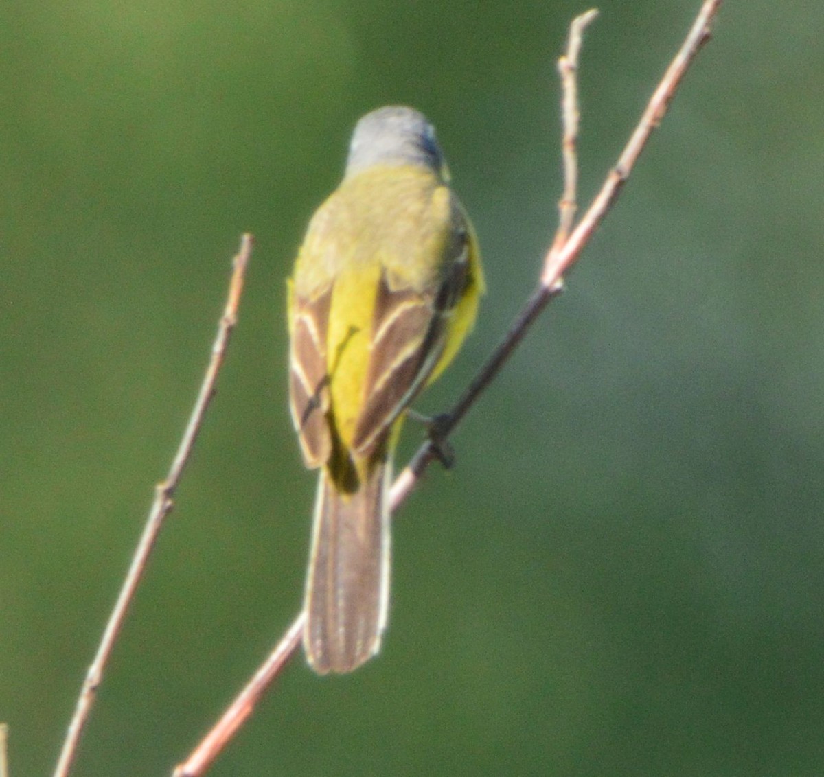 Western Yellow Wagtail - ML619878624