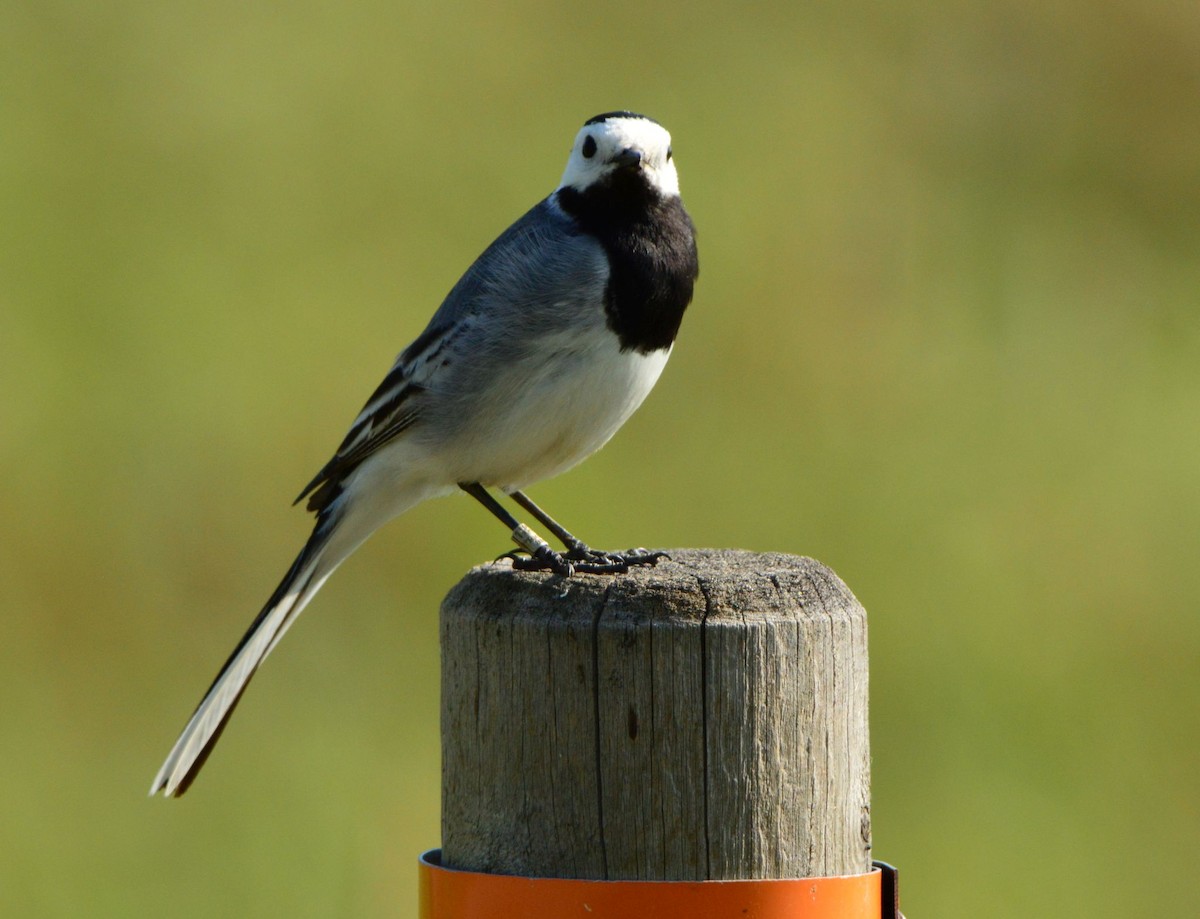 White Wagtail - ML619878625