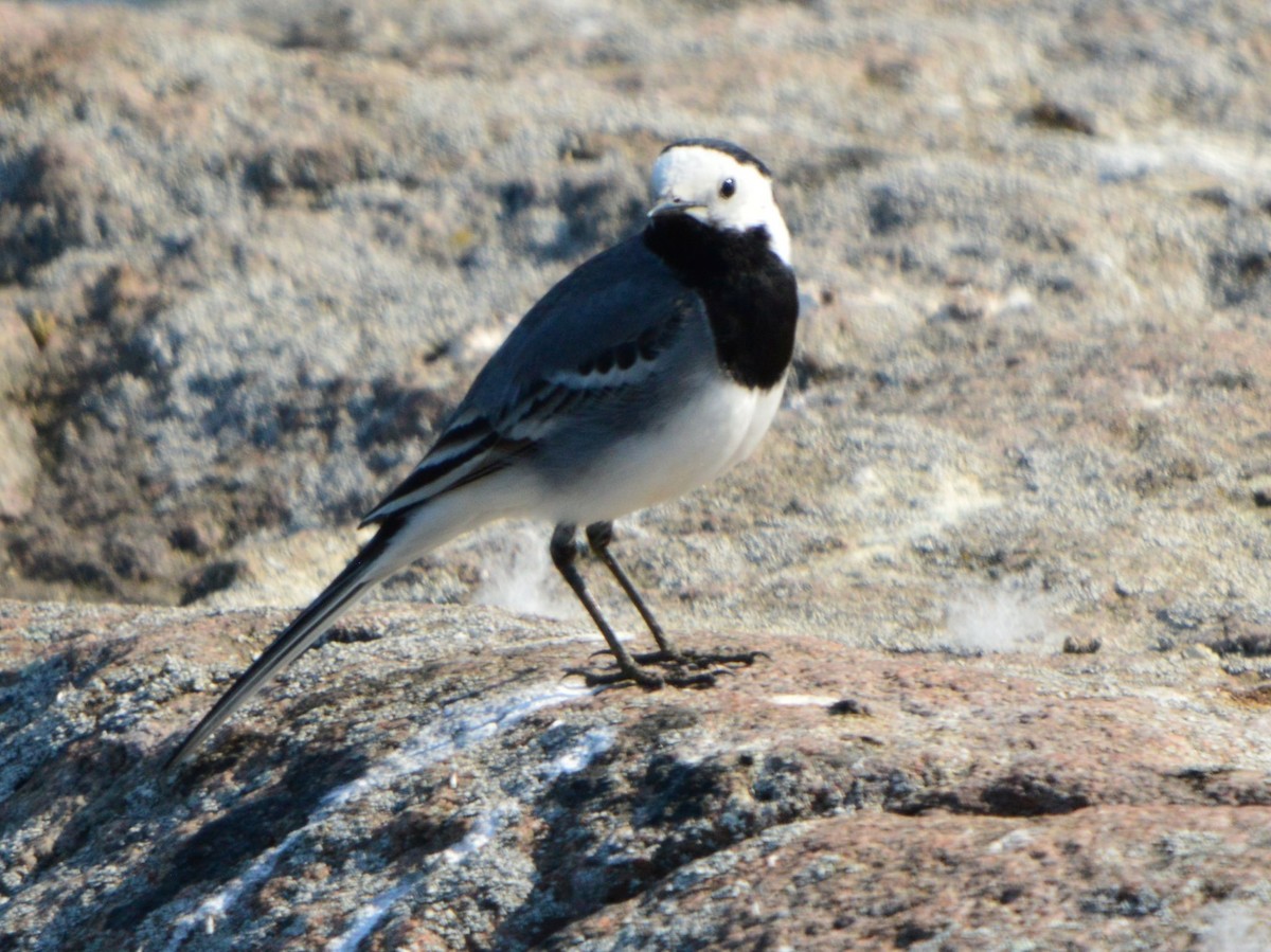 Lavandera Blanca - ML619878643