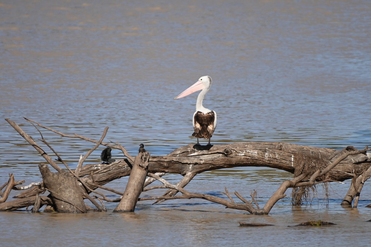 Australian Pelican - ML619878647