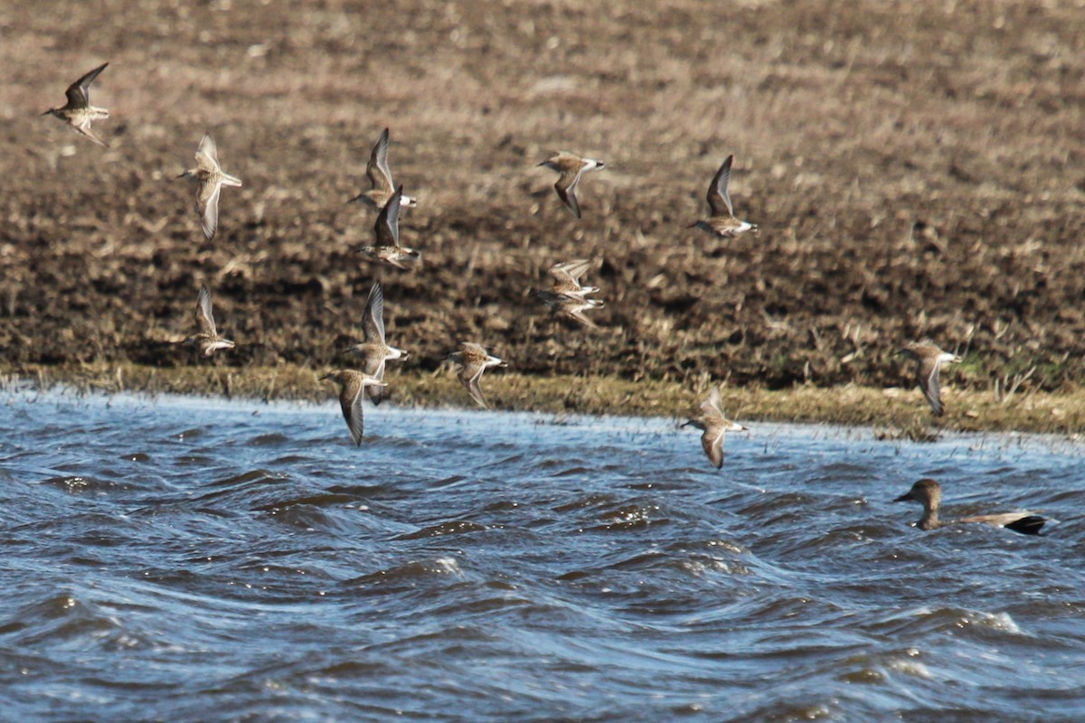 Baird's Sandpiper - ML619878655