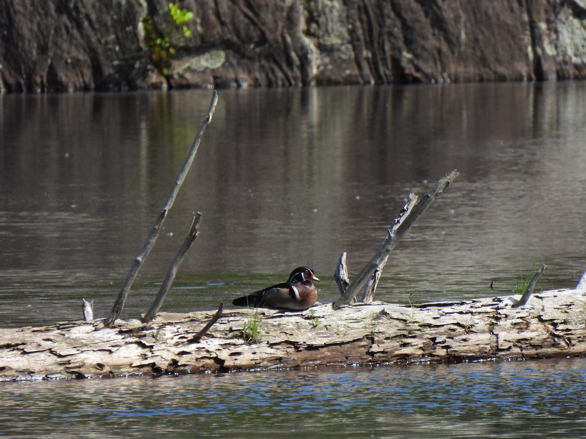 Wood Duck - ML619878663