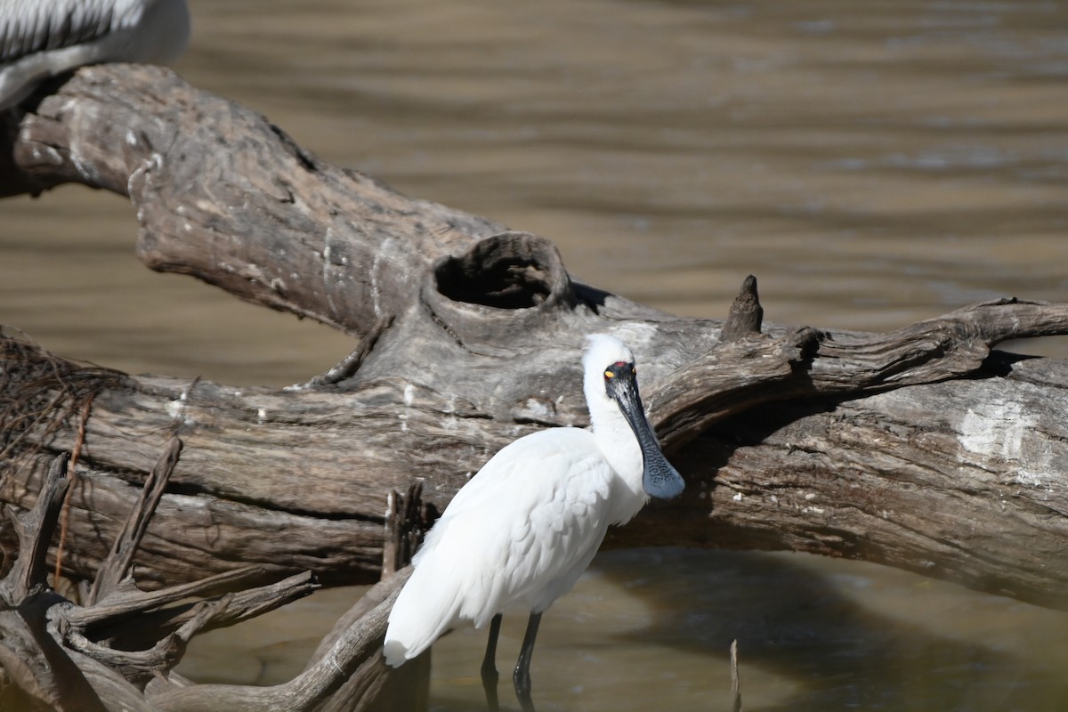 Royal Spoonbill - ML619878664