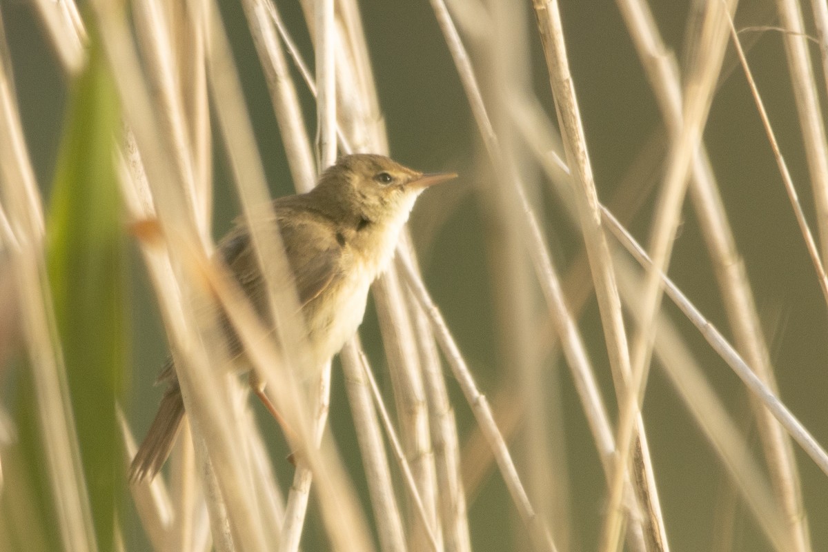 Common Reed Warbler - ML619878665