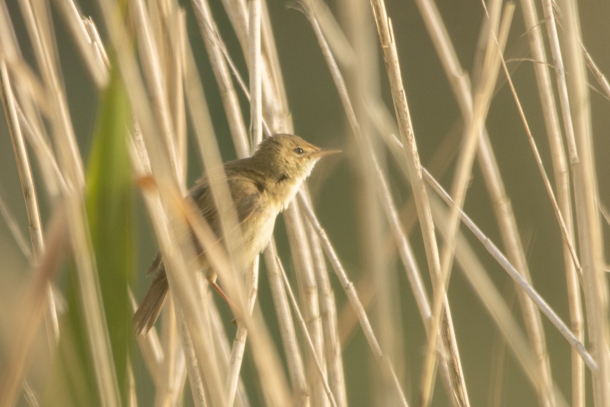Common Reed Warbler - ML619878666