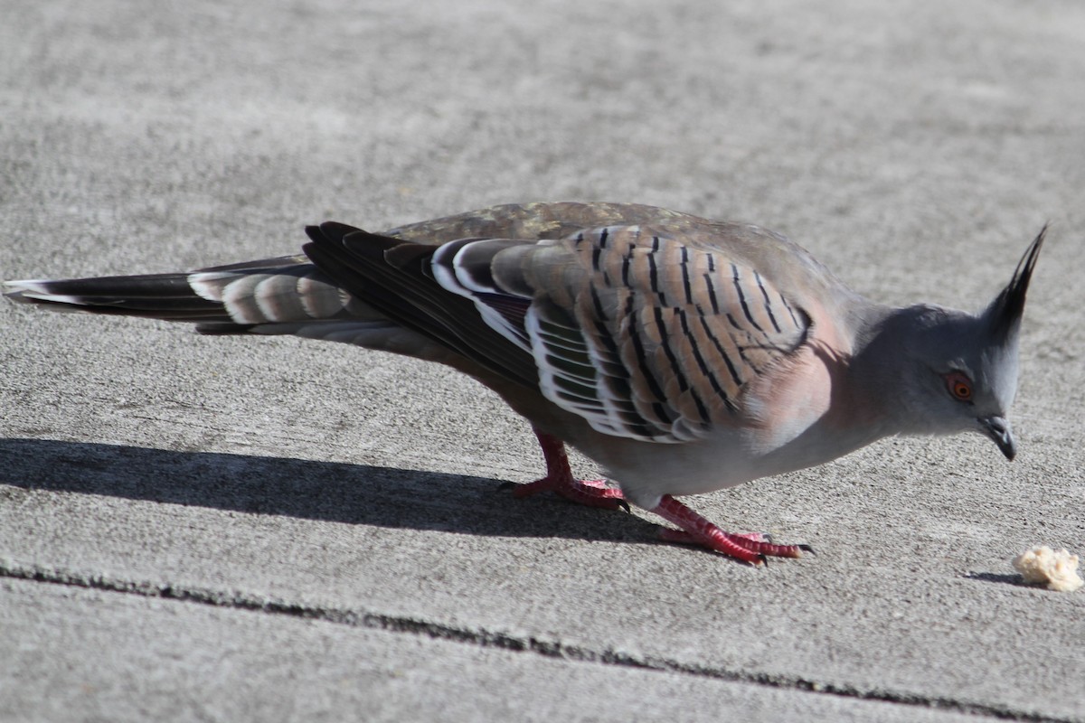 Crested Pigeon - ML619878682