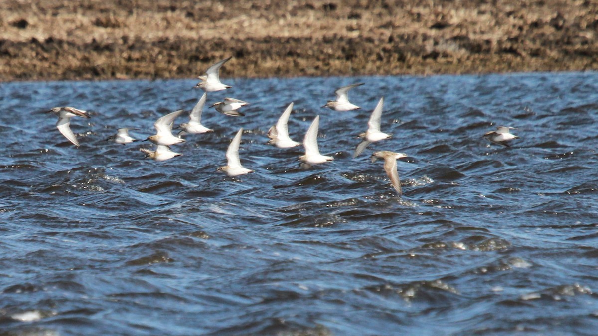 White-rumped Sandpiper - ML619878700