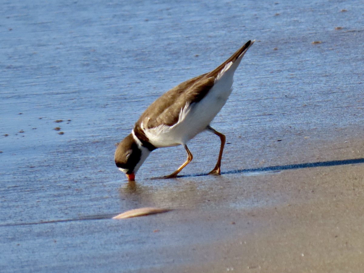Semipalmated Plover - ML619878707