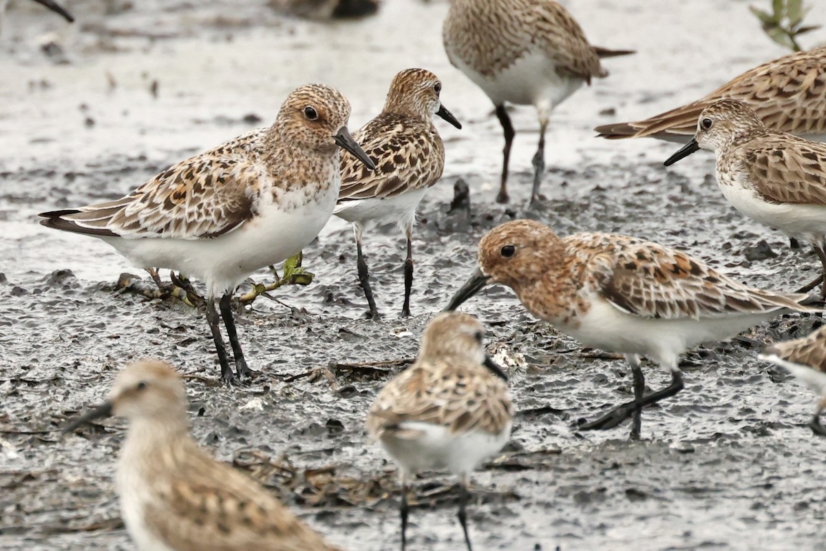 Sanderling - ML619878712