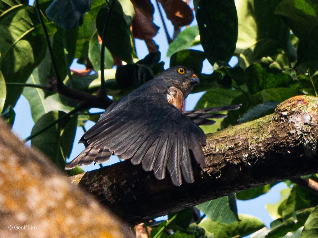 Chinese Sparrowhawk - ML619878715