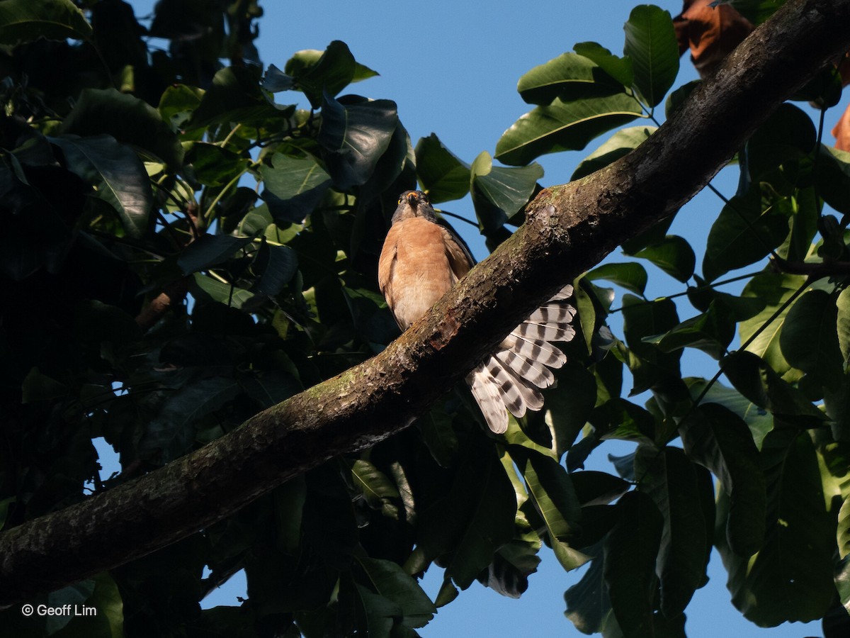 Chinese Sparrowhawk - ML619878716