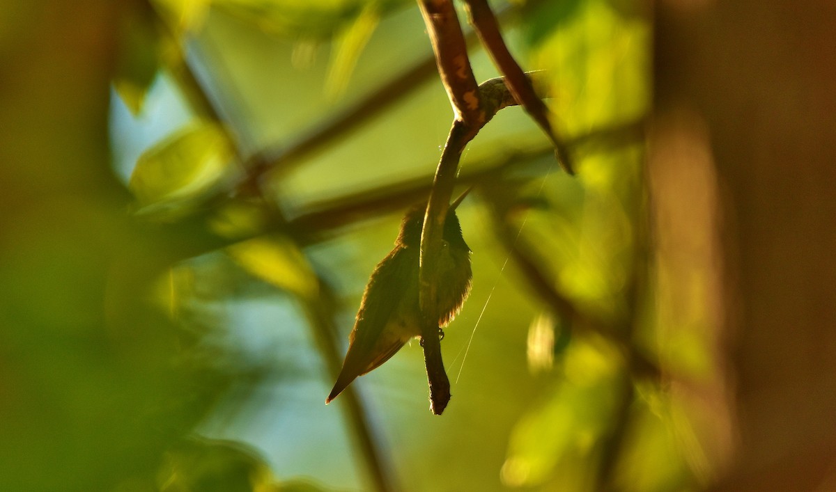 Ruby-throated Hummingbird - ML619878725
