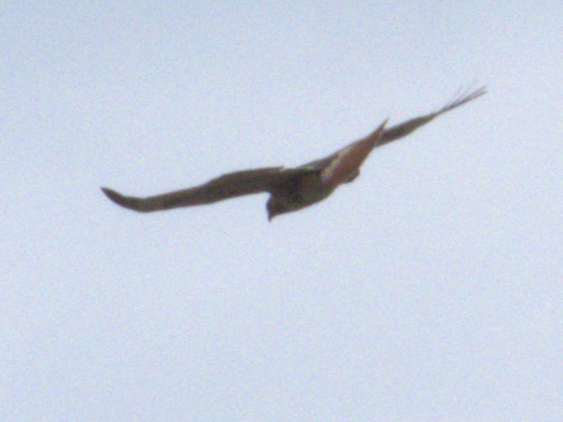 Red-tailed Hawk - ML619878731