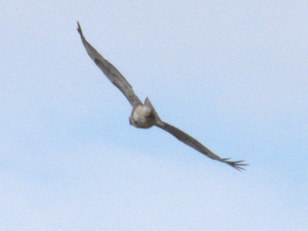 Red-tailed Hawk - ML619878733