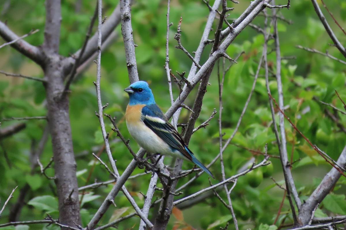 Lazuli Bunting - ML619878735