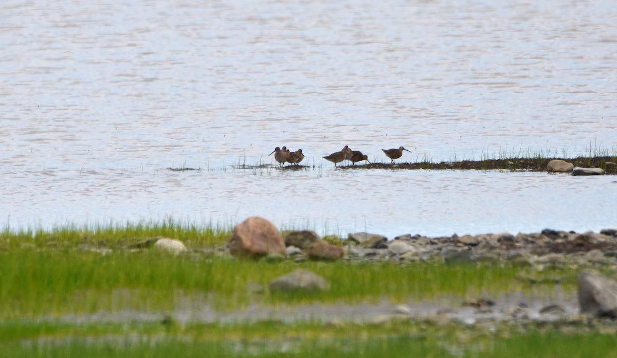 tanımsız Charadriiformes sp. - ML619878751