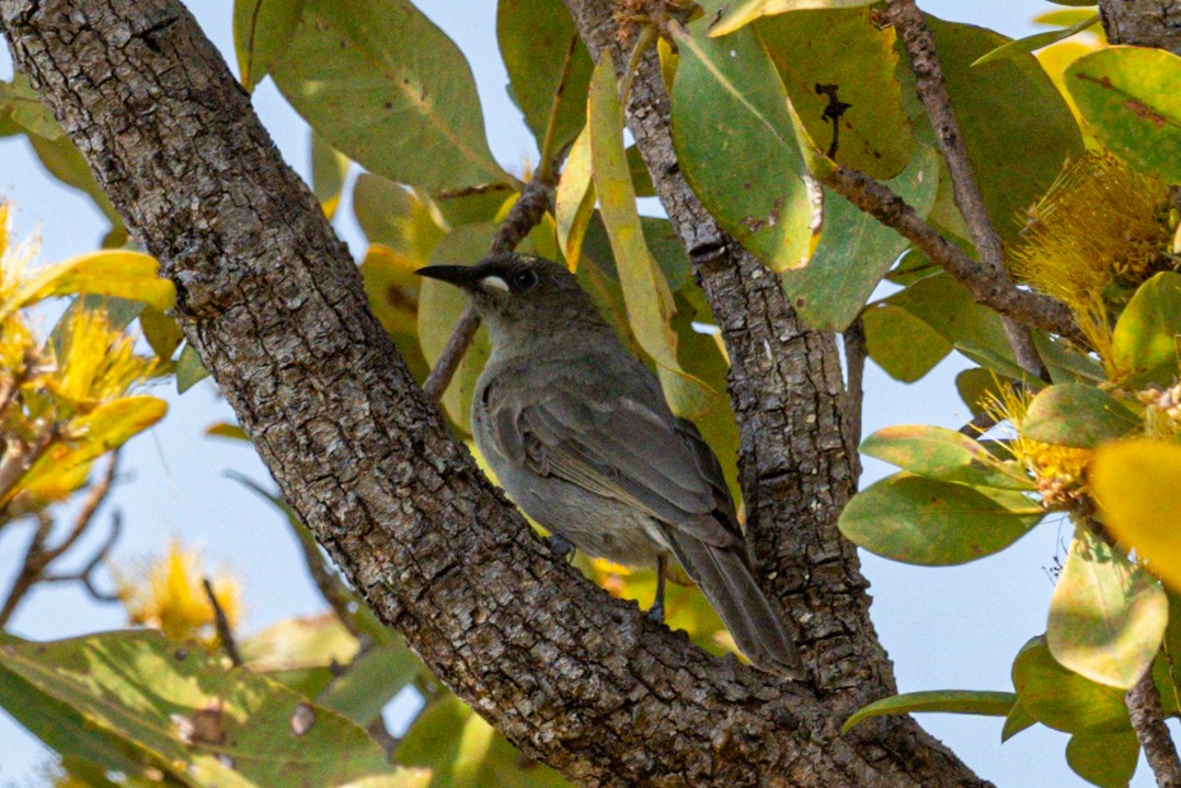 White-gaped Honeyeater - Ian and Deb Kemmis