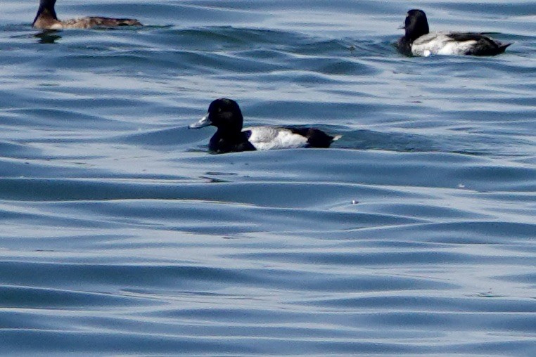 Greater Scaup - ML619878792
