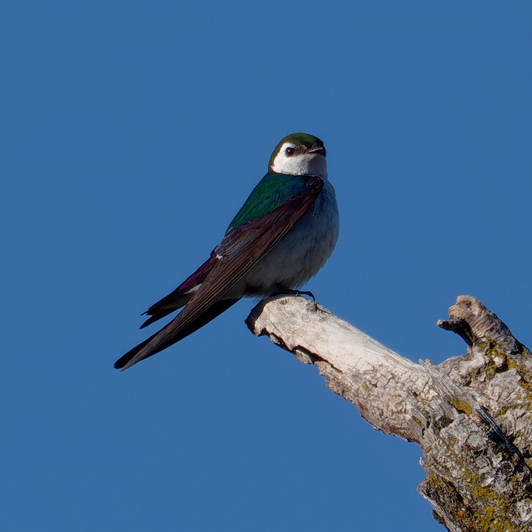 Hirondelle à face blanche - ML619878805