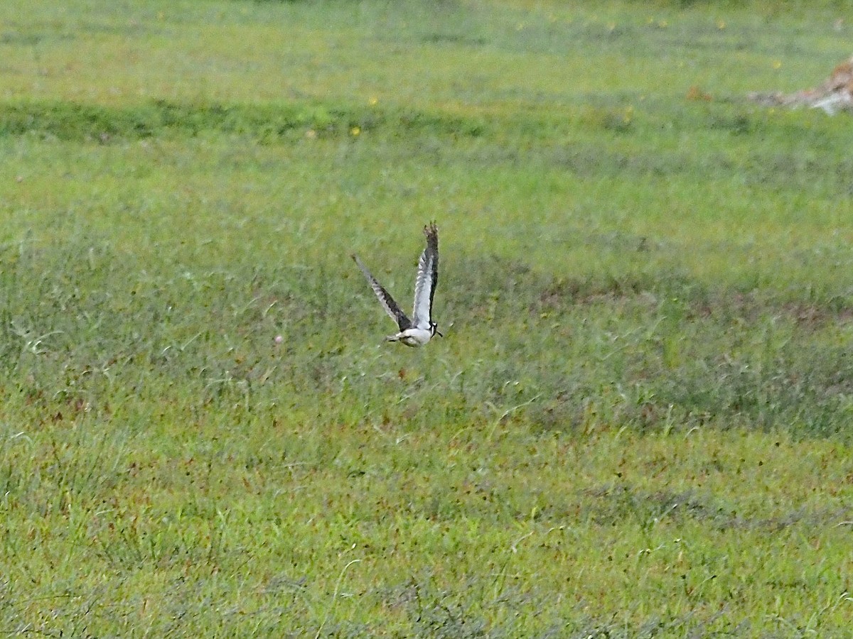 Greater Painted-Snipe - ML619878816