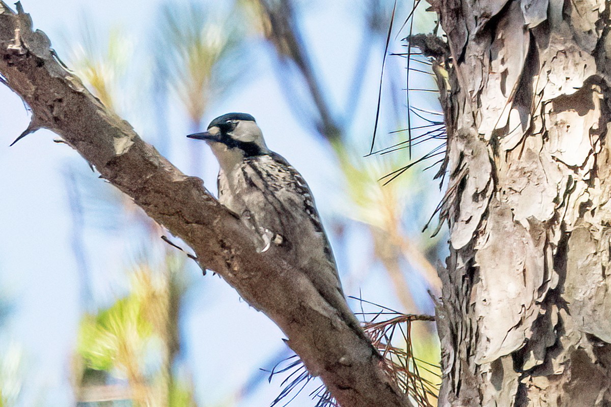 Red-cockaded Woodpecker - ML619878825