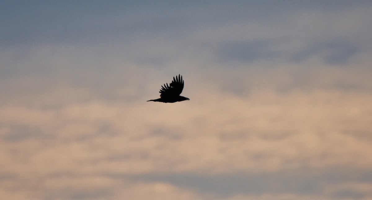 Common Raven - ML619878843